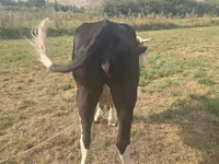 İnək, Broun-dağ — foto 2