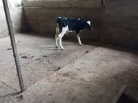 Buğa, Russian Black pied cattle — foto 2