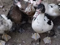 Ducks — फ़ोटो 2