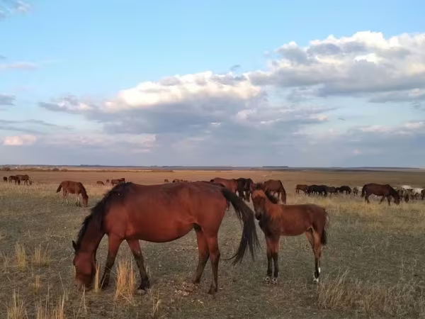 Kobyła, Kazakh horse