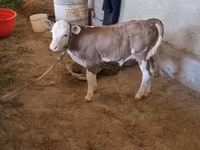 Bull, Red-spotted breed — photo 8