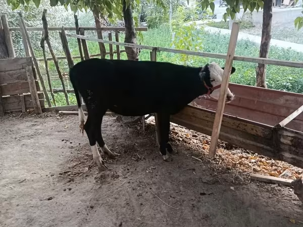 Уй эти (партия, жынысы көрсөтүлгөн эмес), Сиырлар