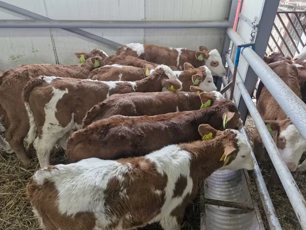 Toro, Simmental cattle