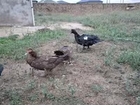 Ev Muskovisi — foto 3