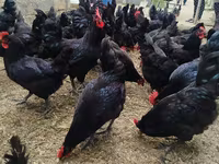 Australorp — foto 4