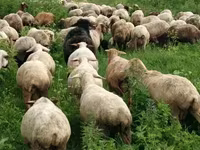 Sheep, Sheep — photo 1