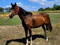 Cavalo, Westphalian — foto 5