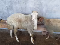 Qoç, Qoyunlar — foto 2