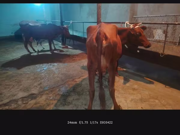Cow, Cattle
