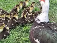 Ducks — Foto 4