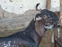 Keçi, Beetal goats — foto 2
