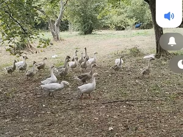 Geese — Azerbaijan