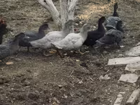 Ev Muskovisi — foto 5