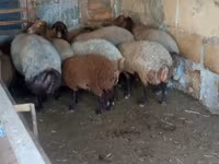 Ram, Sheep — photo 2