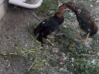 Chickens — photo 5