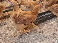 Chickens — Foto 5