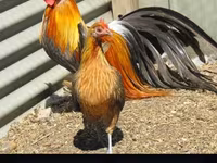 Chickens — الصورة 5