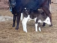 Cow, Holstein breed — photo 1