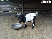 Kozel, Nigerian dwarf goats — foto 3