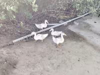 American Pekin — photo 4
