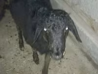 Bode, Cabras — foto 4
