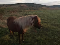 Yegua, Australian Pony — foto 1