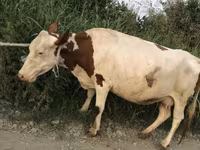 Cow, Cattle — photo 2