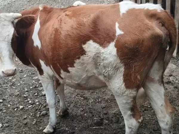 Krowa, Simmental cattle