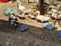 Ducks — photo 7