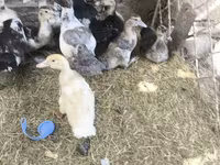Ducks — फ़ोटो 2