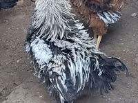 Chickens — photo 1