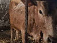 İnək, Swiss cattle — foto 3
