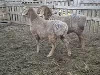 Вівця, Arashan sheep — фото 4