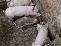 Чочколор (партия, жынысы көрсөтүлгөн эмес) — сүрөт 2