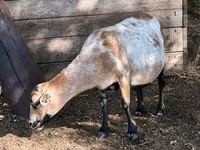 母羊, Cameroon sheep — 照片 7