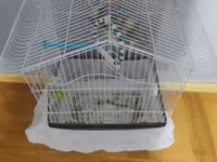 Nymph (kakadul, cockatiel) cütü və qəfəs dəsti - Növ: Nymph — Foto 1