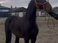 Koń, Orlov Trotter — zdjęcie 2