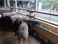 Ovce, Rhon sheep — foto 5