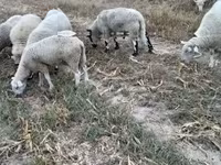 Qoʻchqor, Cerry Hill sheep — 3-rasm