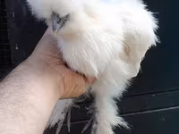 Chickens — foto 6