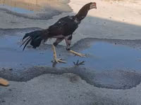 Chickens — photo 3