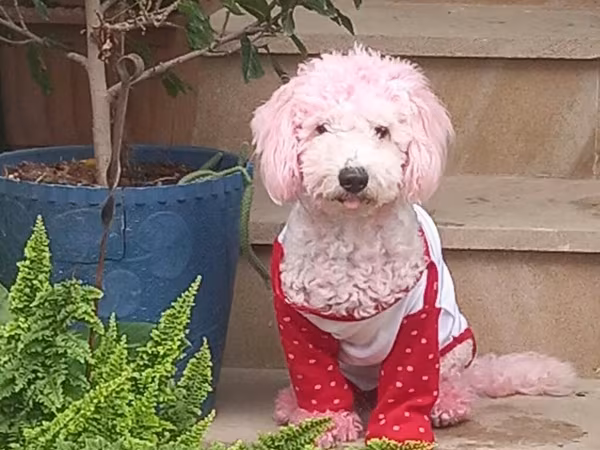 Adi lunadi oz sahibn sevir sahibin qoruyur her kesden 2 yasi var