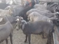 Carnero, Arabi sheep — foto 2