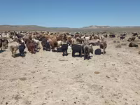 भेड़, भेड़ — फ़ोटो 1
