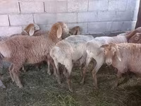 Sheep, Arashan sheep — photo 3