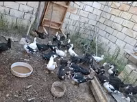 Ducks — foto 4
