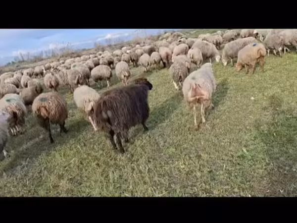 Sheep (batch, sex not specified), Sheep — Azerbaijan