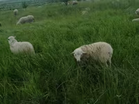 Qoç, Suffolk sheep — foto 7