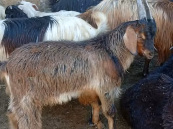 Goats (batch, sex not specified), Goats — Azerbaijan