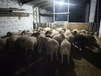 Qoç, Qoyunlar — foto 6